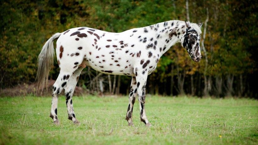 Appaloosa