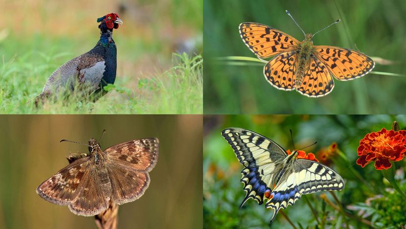skipper, swallowtail butterfly, pearl-bordered fritillary, green pheasant