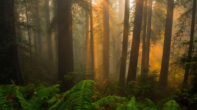 11 Redwoods