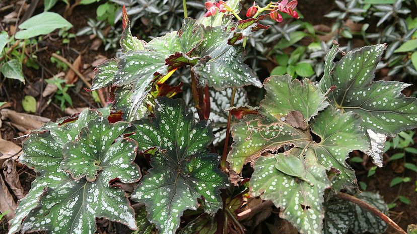 Begonia rex (Painted-leaf begonia)