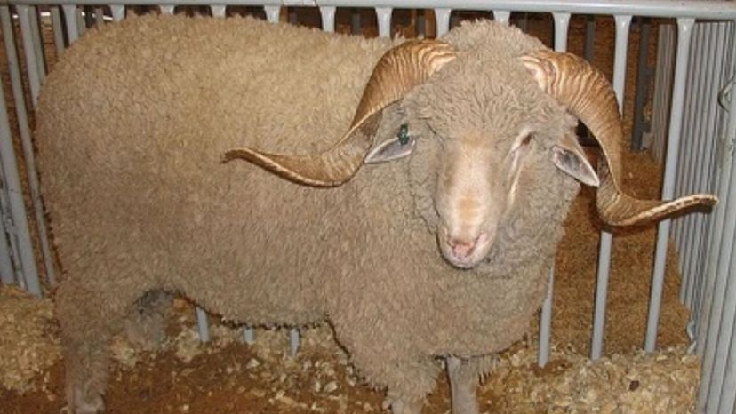 rambouillet sheep