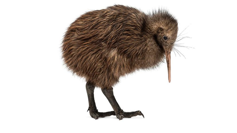 Kiwi