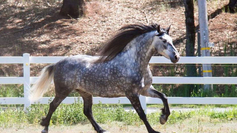 Can You Guess These Horse Breeds in this Hidden Picture Game?