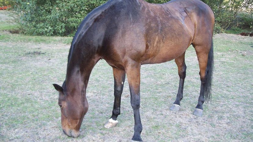 American Saddlebread