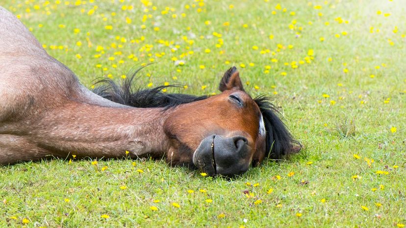 Sleeping horse