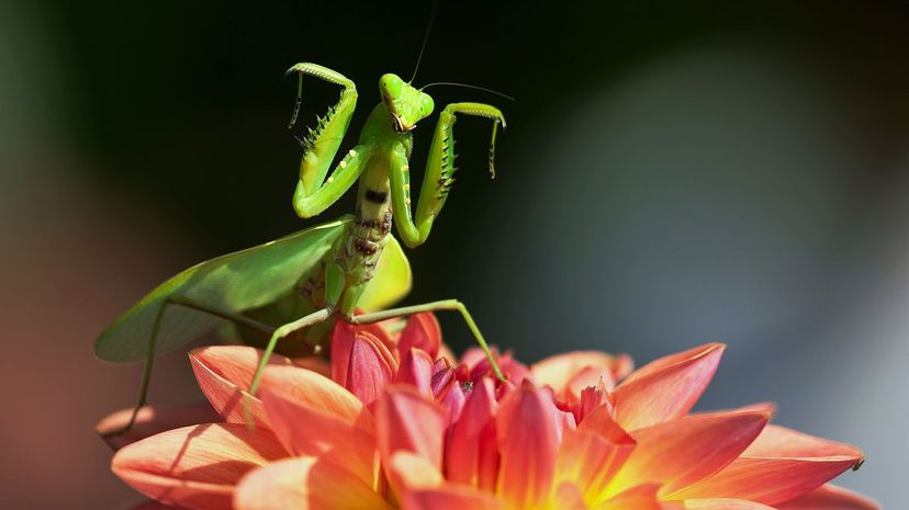 Praying mantis