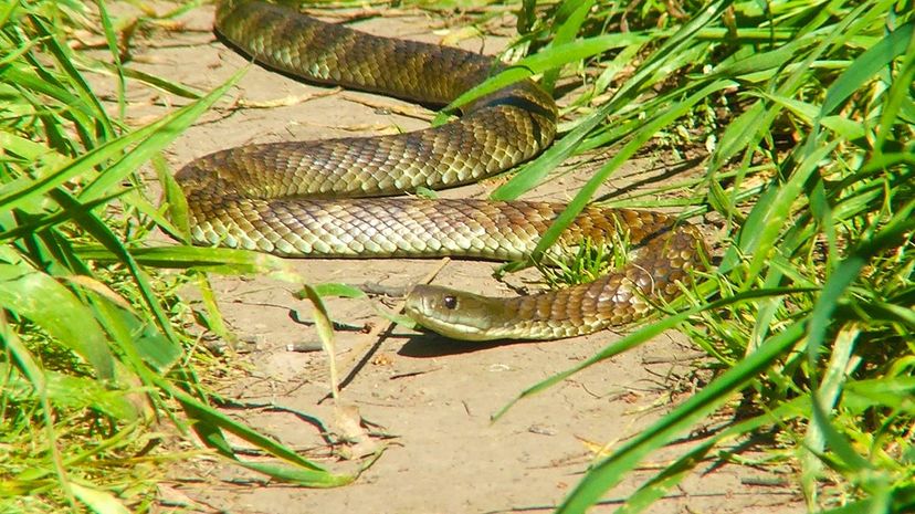 Mainland tiger snake