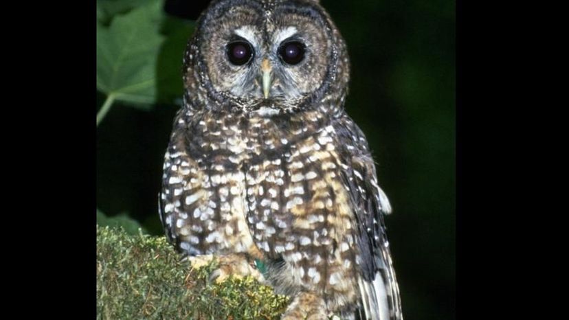 Northern Spotted Owl