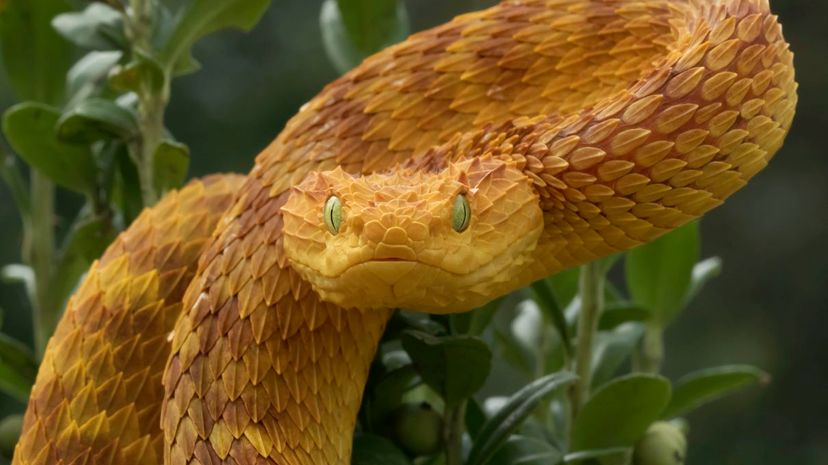 Which Venomous Snake Represents Your Dark Soul?