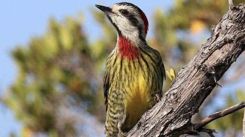 Woodpecker