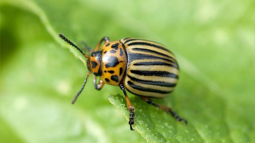 potato beetle