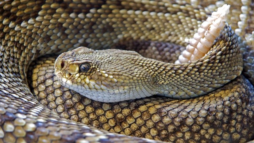 Rattlesnake Trivia Quiz