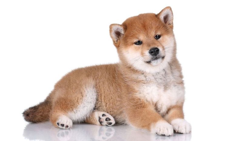 Shiba Inu