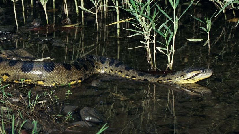 Green Anaconda