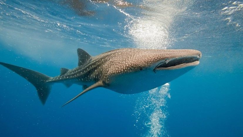 Whale Shark