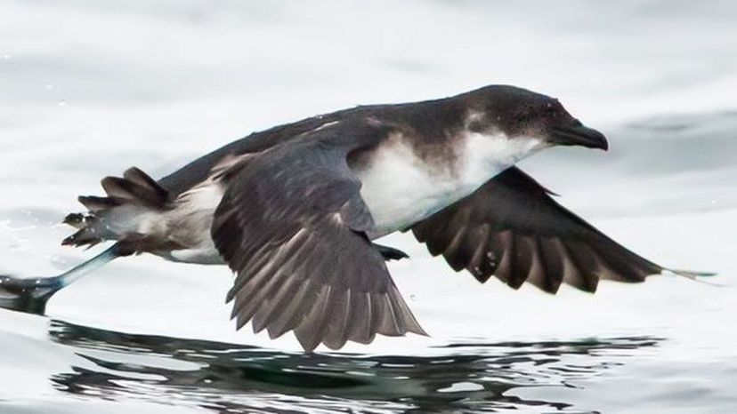 Peruvian diving-petrel