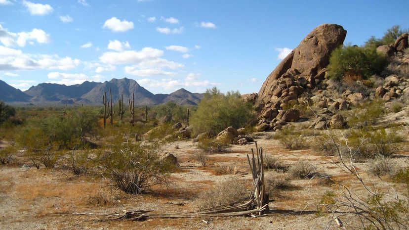 Q 27 Sonoran Desert