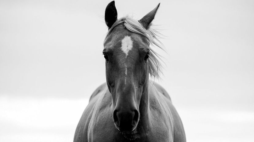Take This Word Association Test and We'll Guess What Horse Breed You Are