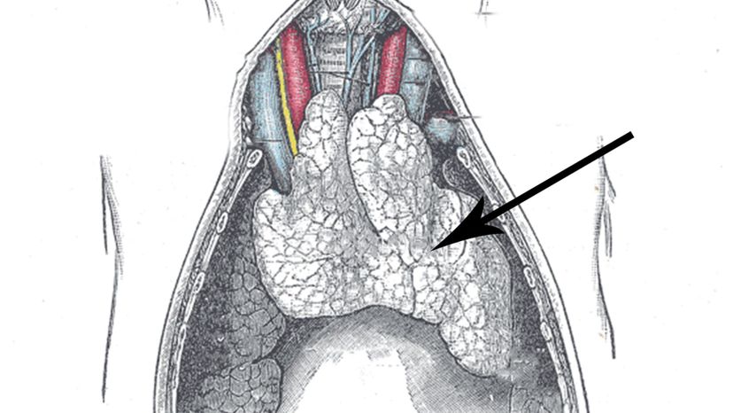 Thymus