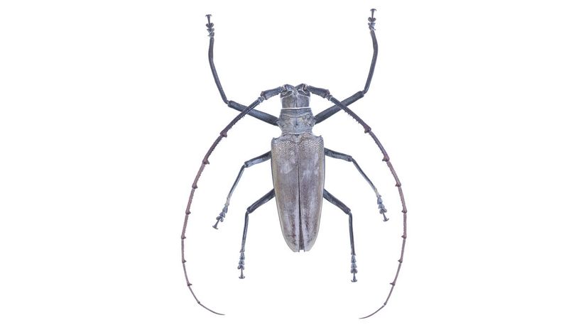 Wallaces Long Horn Beetle