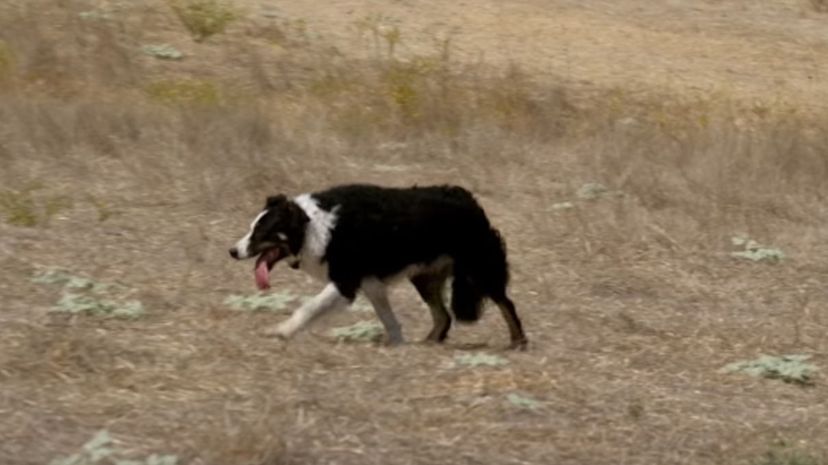 4 Border collie