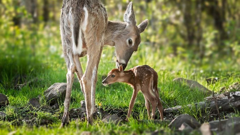 White-tailed Deer