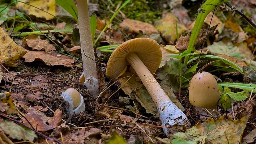 Shaggy Stem Mushroom