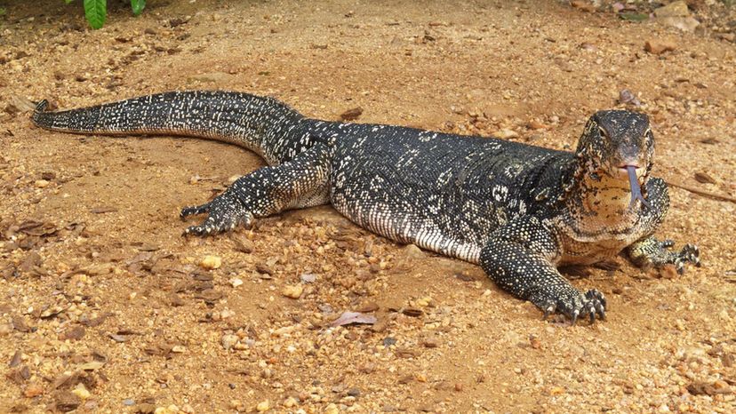 monitor lizard