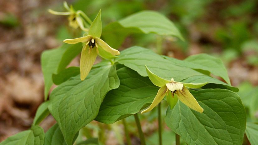 Yellow trillium