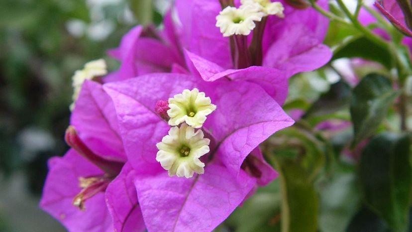 Bougainvillea