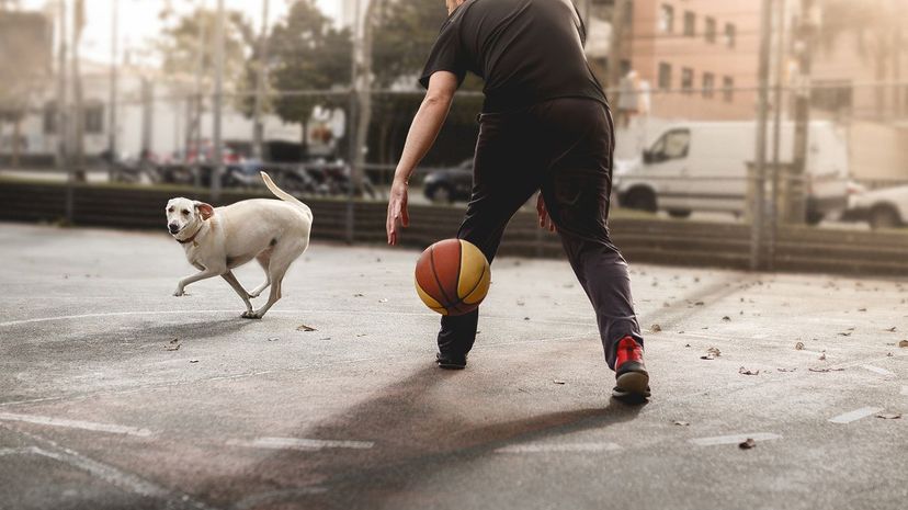 Man and dog playing basketball