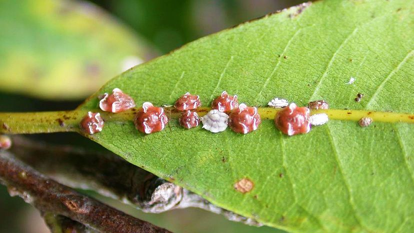 Scale Insects