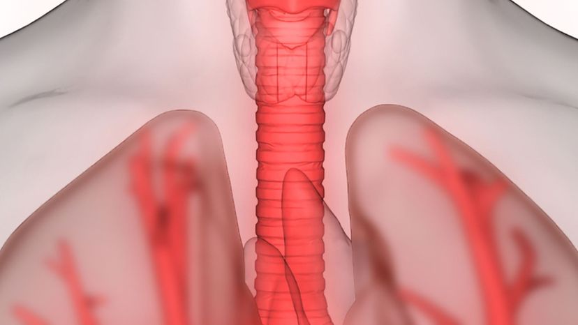 trachea