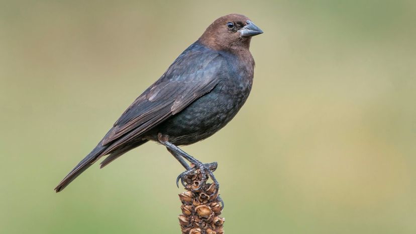 Brown-headed cowbird