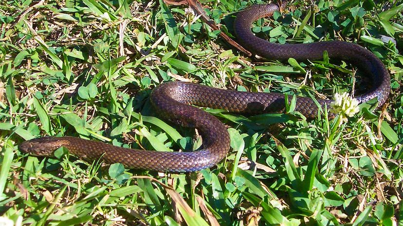 Golden-crowned snake