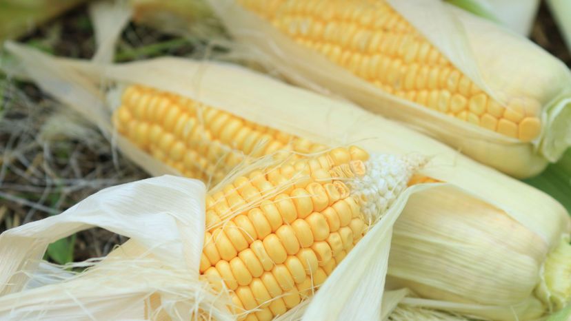 15 maize GettyImages-927031882