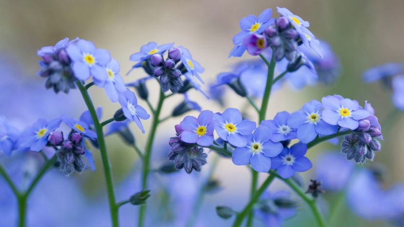 16 forget-me-not GettyImages-148240880
