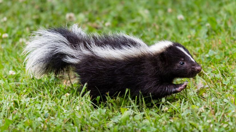 Skunk