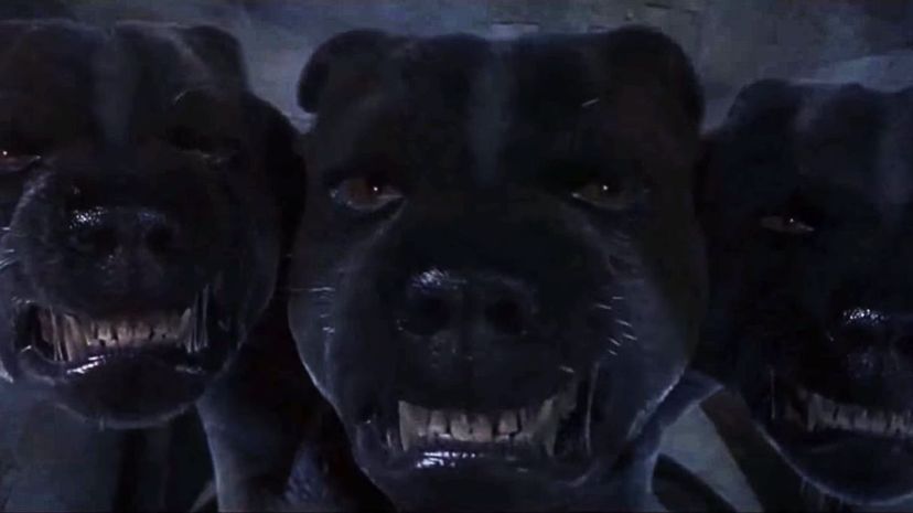 24_Three-Headed-Dog