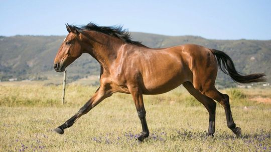 Which Horse Breed Is Your Spirit Animal?