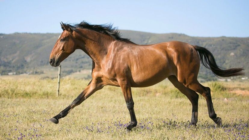 Which Horse Breed Is Your Spirit Animal?