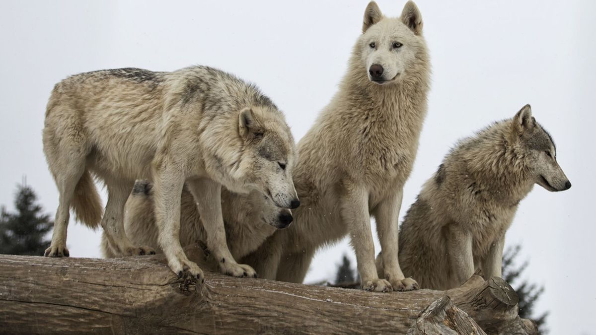 Are you up to lead the <b>wolf</b> pack, or would you rather hang out in the back?...