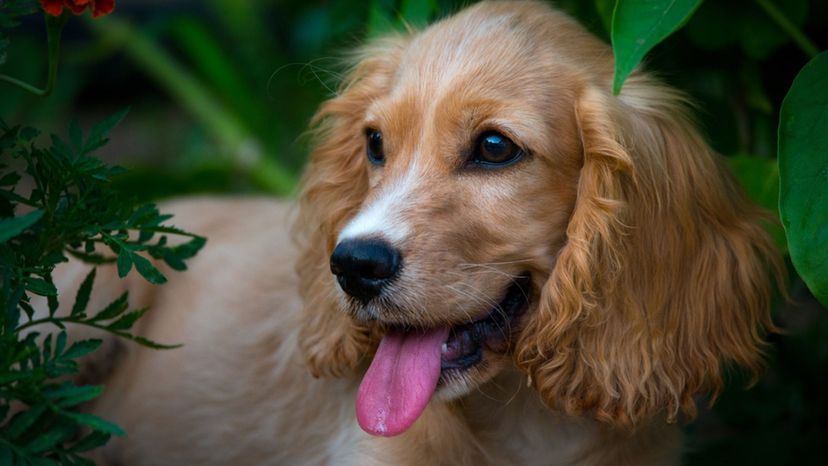 English Cocker Spaniel