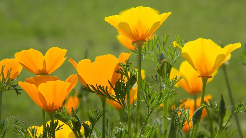 California poppy