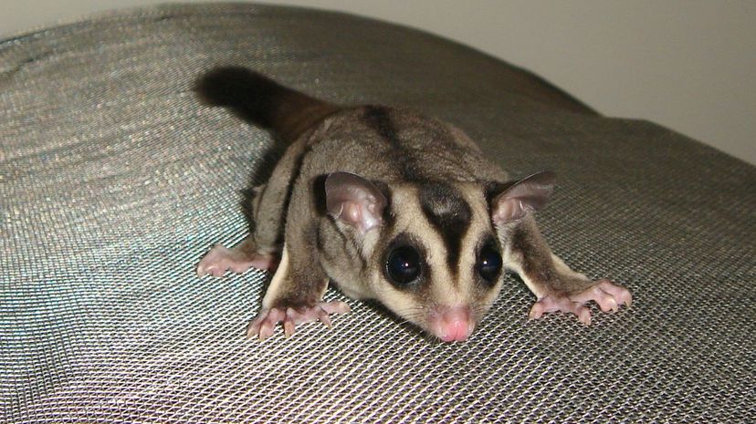 Sugar glider