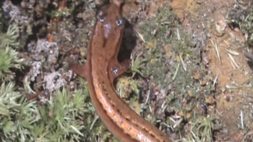 Townsend Dwarf Salamander