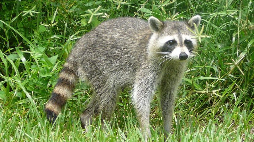 Raccoon