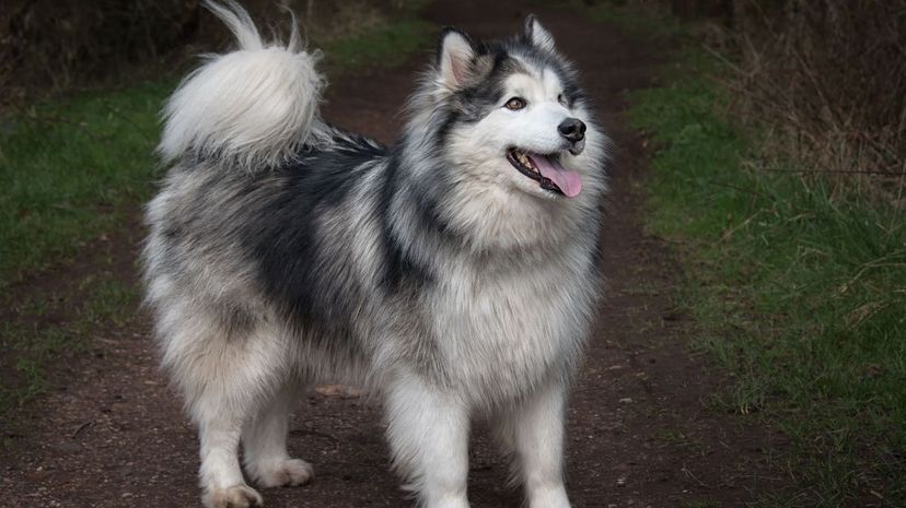 Alaskan Malamute