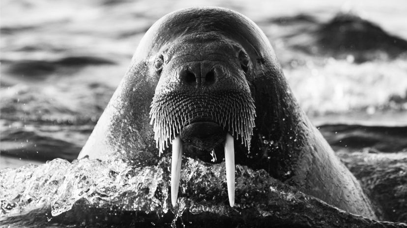 Walrus