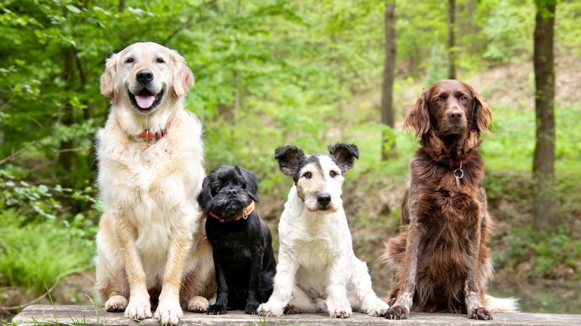 Can You Identify These Dog Breeds in 5 Minutes?